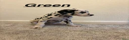 Dalmatian dogs for sale: 5 gen KC Dalmatians AVAILABLE NOW - Advert 26