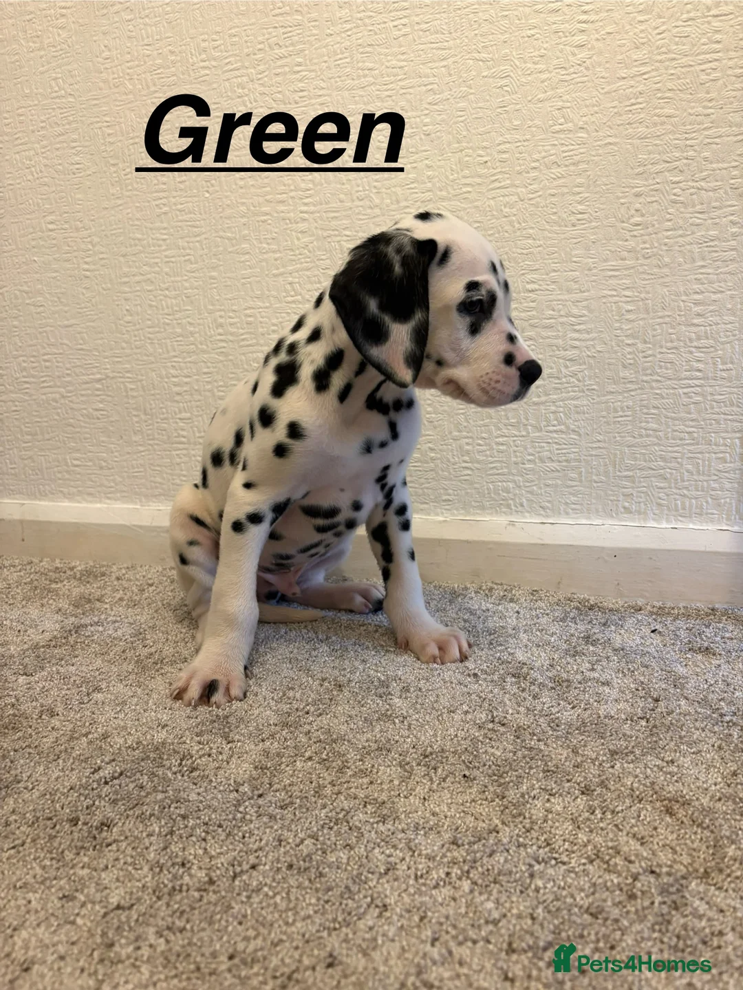 Dalmatian dogs for sale: 5 gen KC Dalmatians AVAILABLE NOW - Advert 26