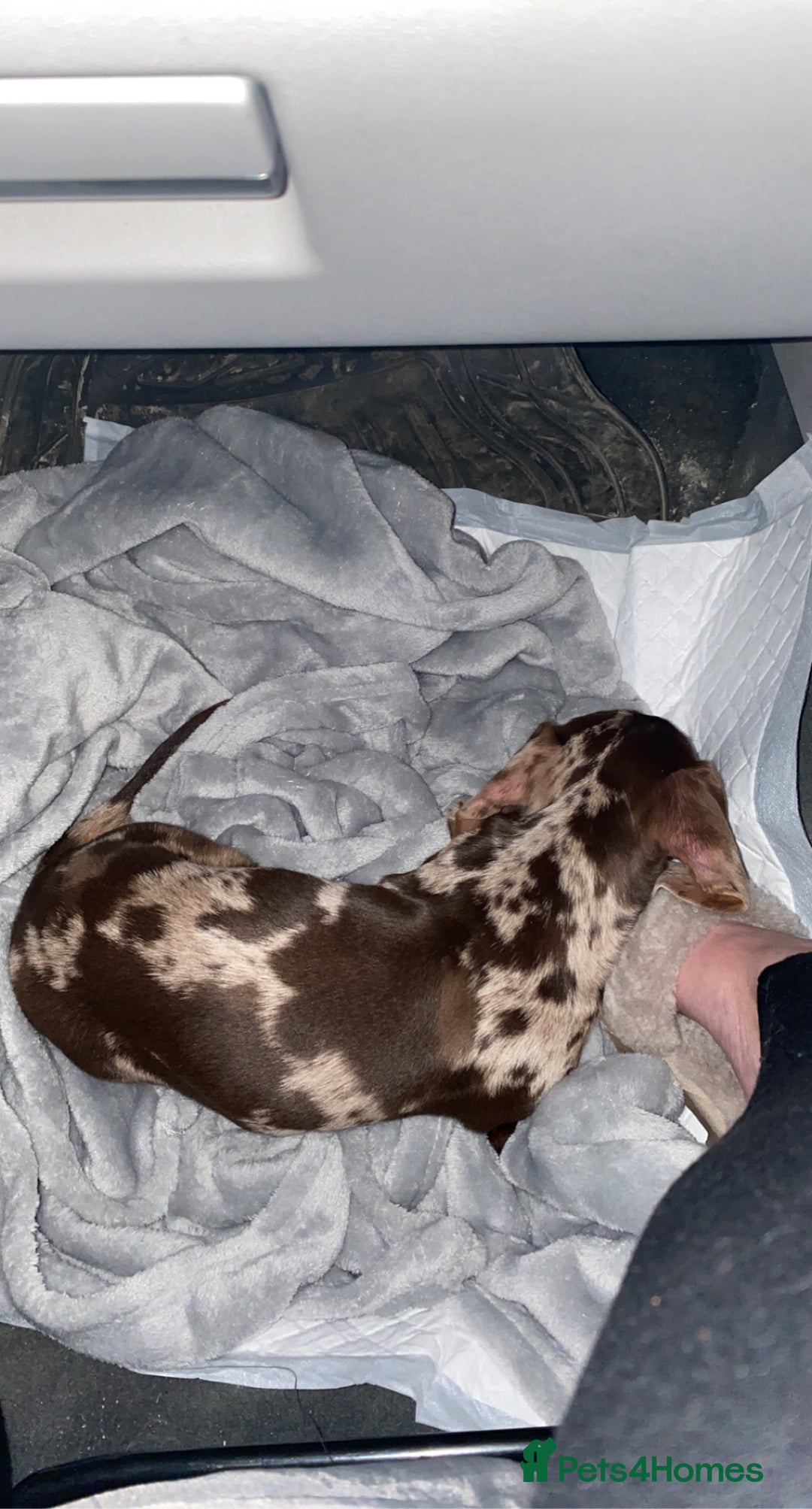 Miniature Dachshund dogs for sale: Beautiful Chocolate dapple boy  - Image 3