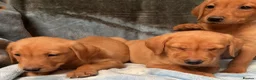 Labrador Retriever dogs for sale: Red labrador - Advert 14
