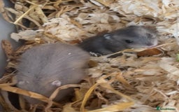 Hamster rodents for sale: Siberian hamsters  - Image 2