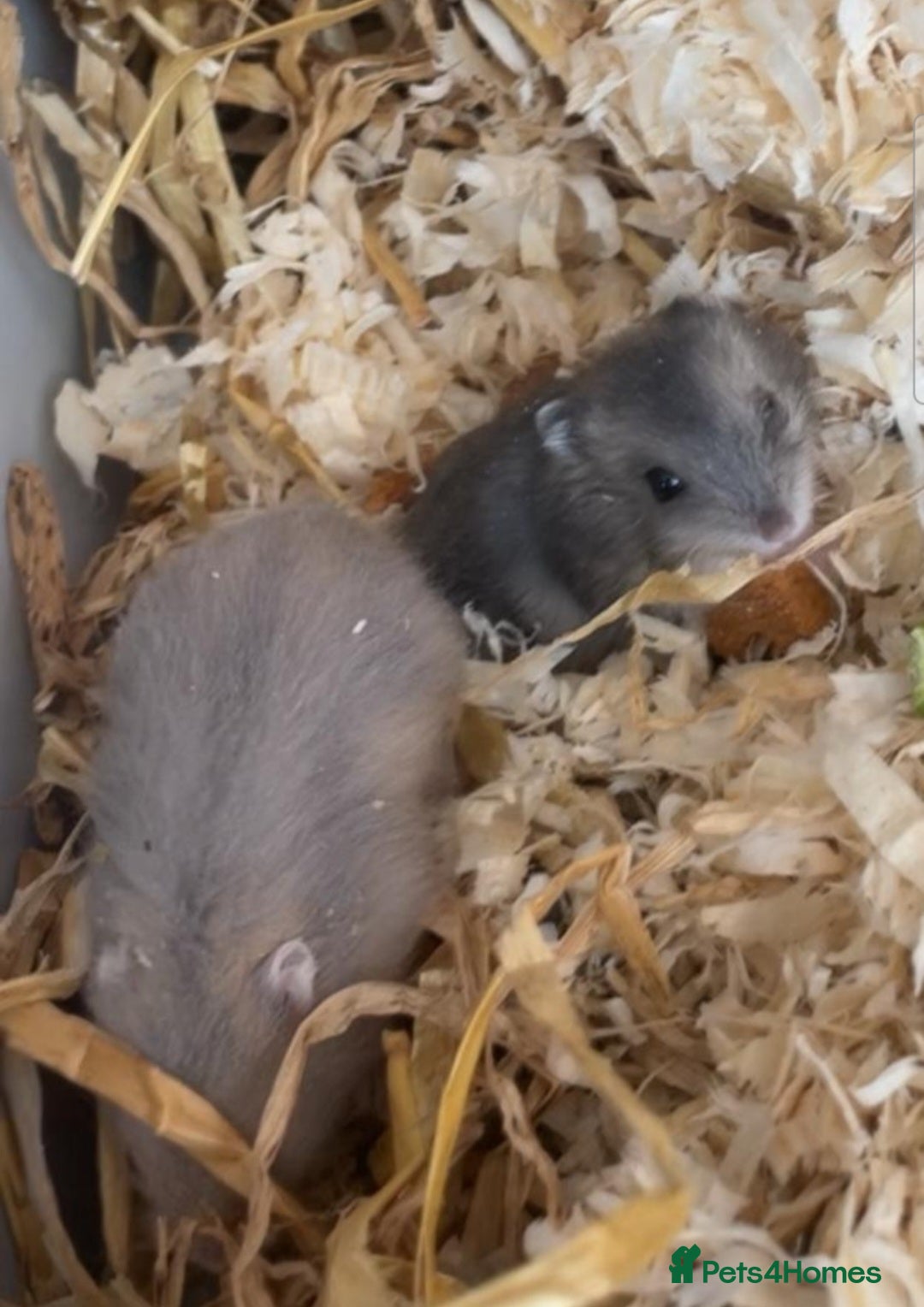 Hamster rodents for sale: Siberian hamsters  - Image 2