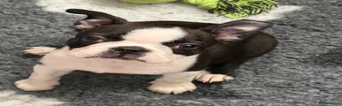 Boston Terrier Puppy 2