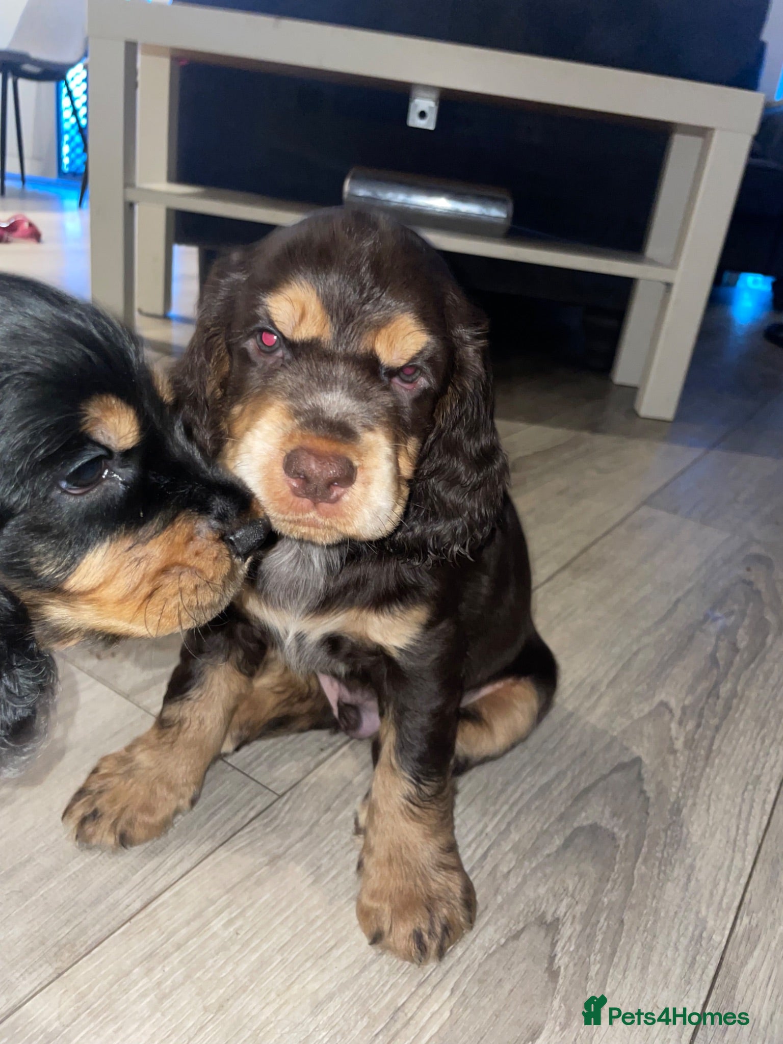 Cocker Spaniel dogs Beautiful show English cocker spaniels  - Advert 10