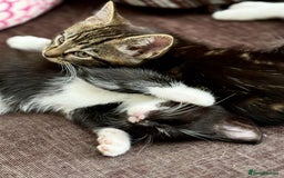 Maine Coon cats for sale: Beautiful Maine Coon Mix  - Image 7