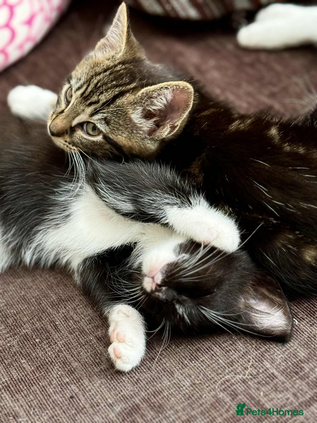 Maine Coon cats for sale: Beautiful Maine Coon Mix  - Image 7