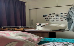 Domestic Shorthair cats for sale: find a home for male cat - Image 2