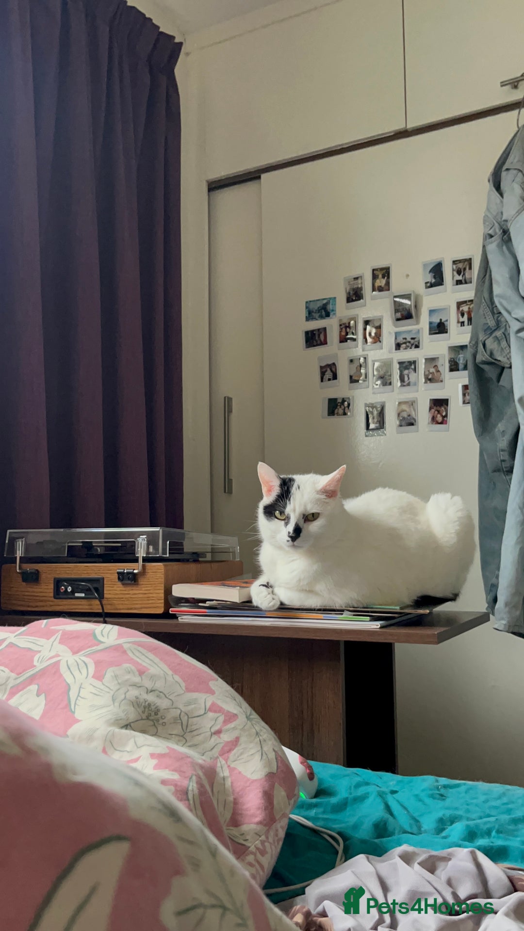 Domestic Shorthair cats for sale: find a home for male cat - Image 2