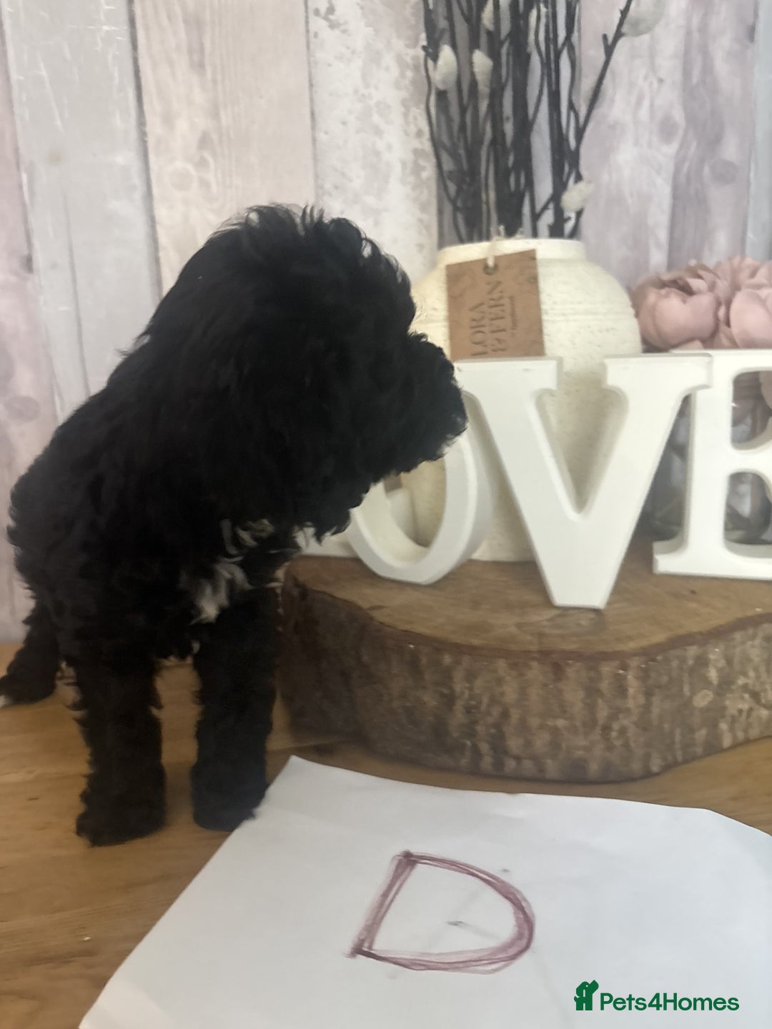 Cockapoo dogs for sale: Cockapoo Puppies looking for their forever homes - Advert 13