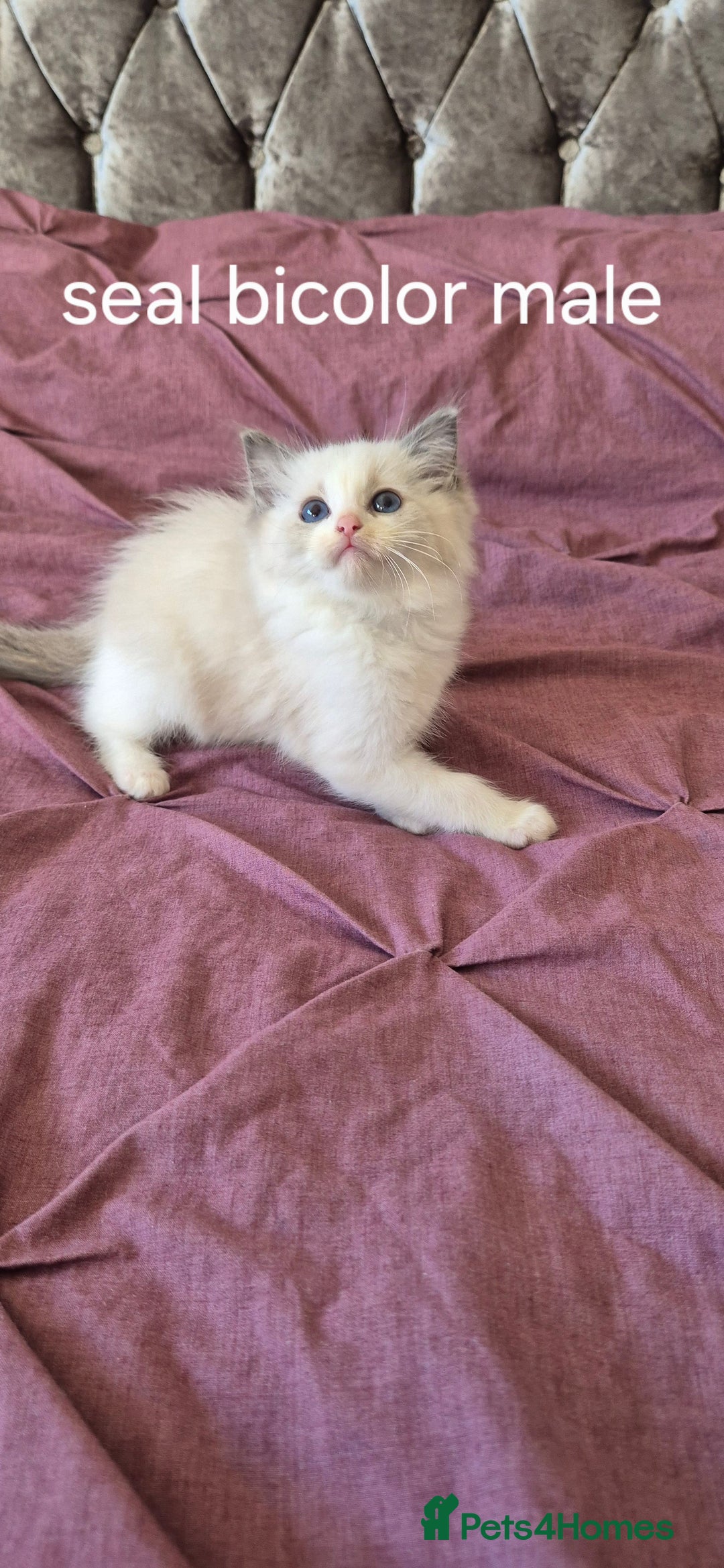 Ragdoll cats for sale: 3 Tica Registered Males For Sale - Image 17