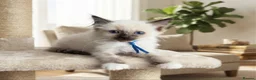 Ragdoll cats for sale: RAGDOLL KITTENS FOR SALE - Advert 9