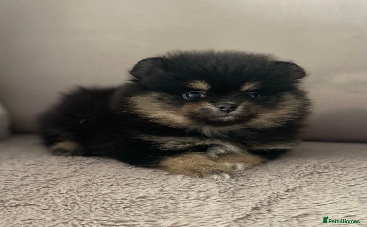 Pomeranian dogs - Advert 1