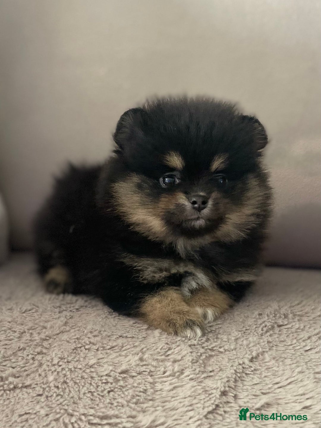 Dog Breed Black Pomeranian Puppy For Sale Dog Breeds Rolly Teacup