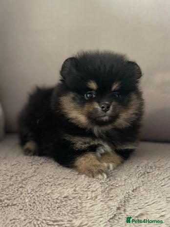 Tea Cup Pomeranian South Africa Mini Pomeranian Puppies For Sale