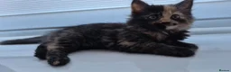 Mixed Breed cats for sale: Fluffy Cuddly Kittens  in Daventry - Advert 3