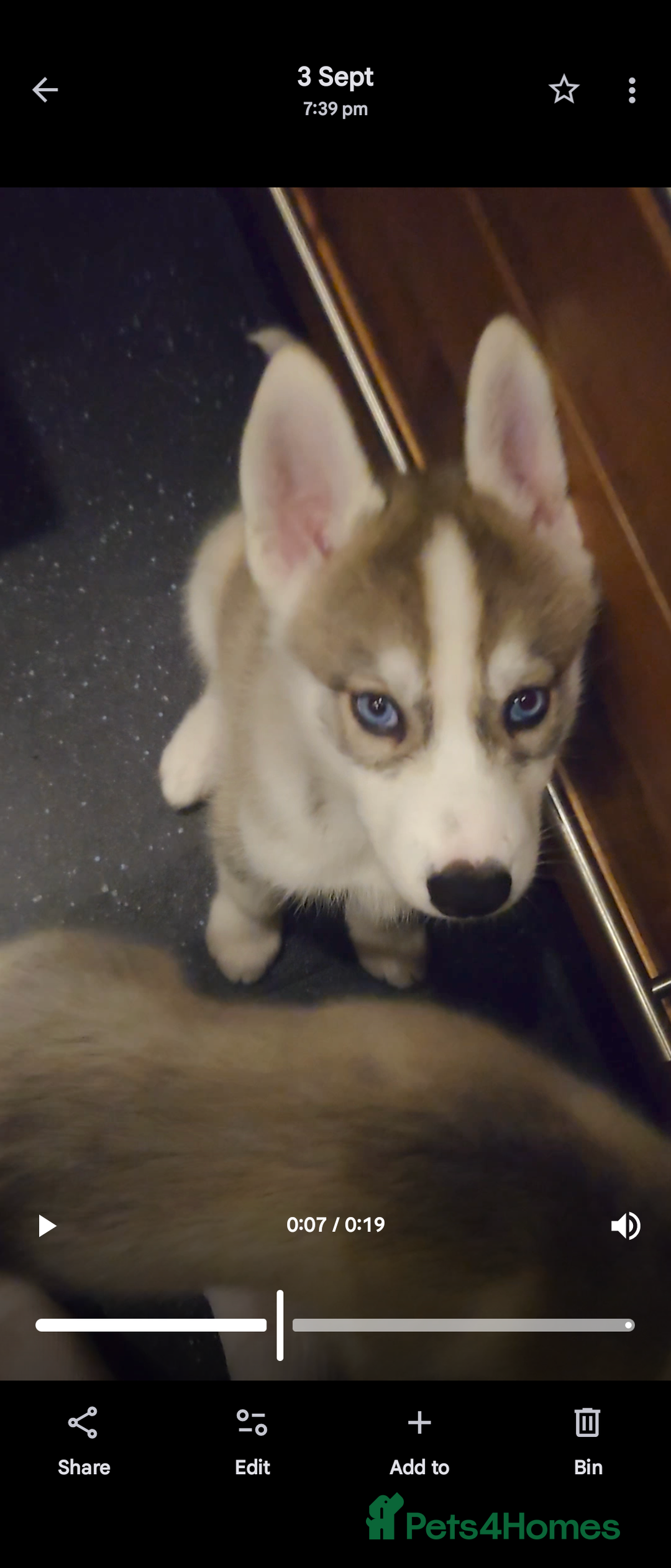 Siberian Husky dogs for sale: Husky x malamute   husky puppies  - Image 4