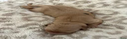 Golden Retriever dogs for sale: Golden Retriever Puppies (From 2 x Champion line) - Advert 20