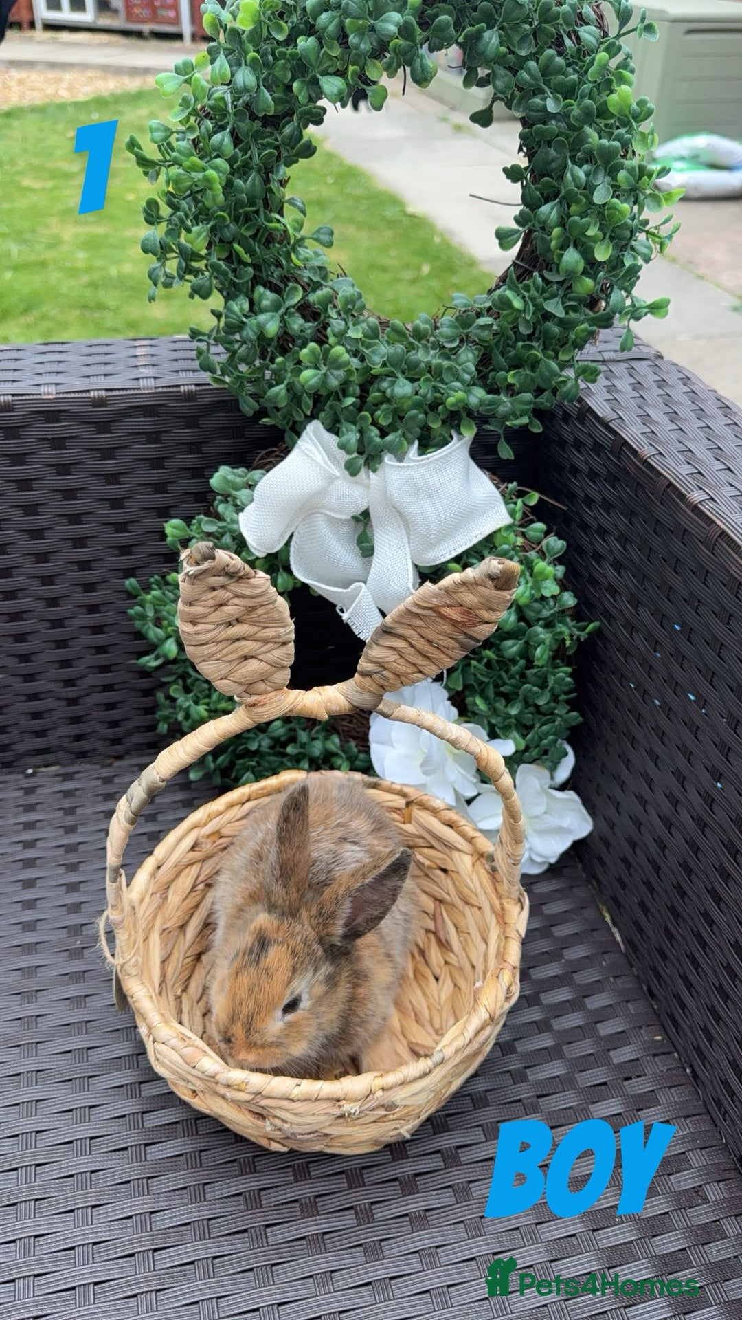 Mixed Breed rabbits for sale: 3 baby rabbits looking for their forever homes - Image 5