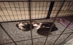 Mixed Breed cats for sale: Mix breed - Image 2