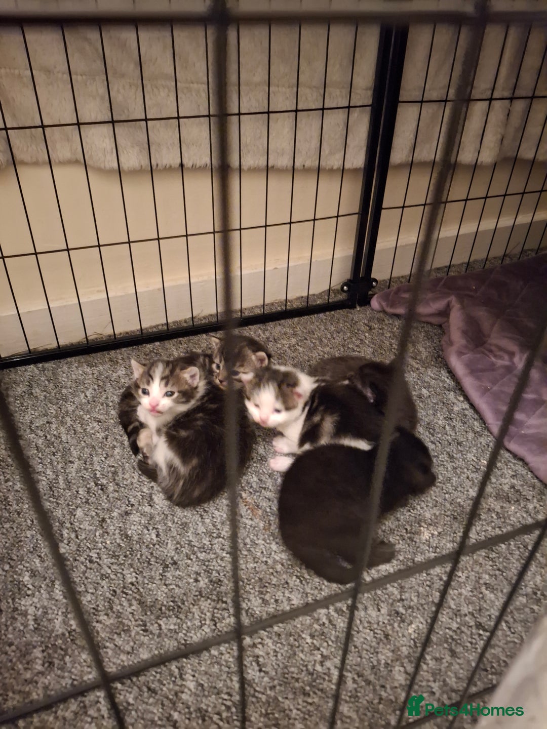 Mixed Breed cats for sale: Mix breed - Image 2