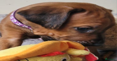 Rhodesian Ridgeback dogs - Advert 4