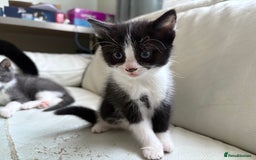 Mixed Breed cats for sale: Kittens for sale - Image 15