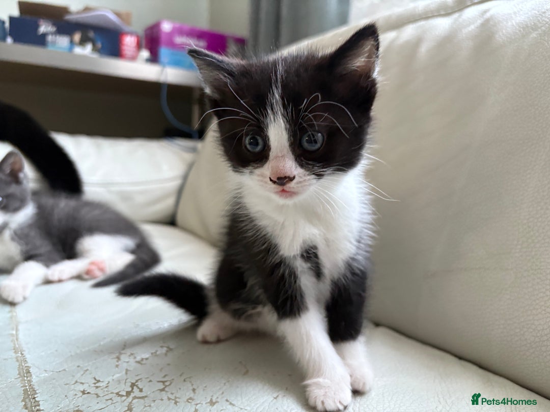 Mixed Breed cats for sale: Kittens for sale - Image 15