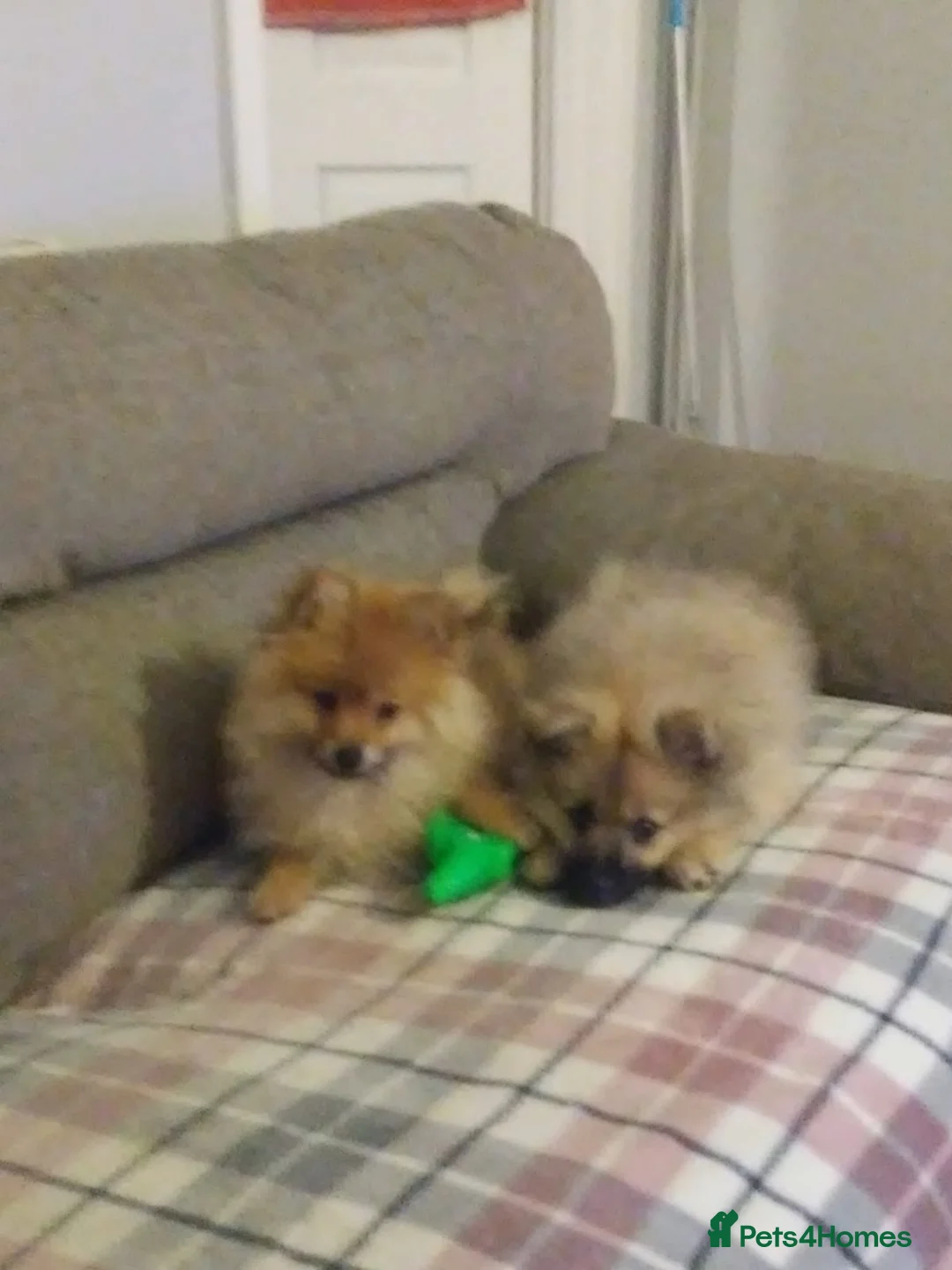 Pomeranian dogs for sale: Two male Pomeranian puppies for sale - Advert 18