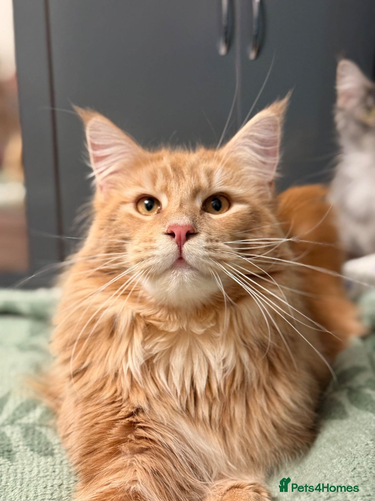 Maine Coon cats Stunning Russian line cream tabby for stud - Advert 13
