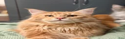 Maine Coon cats for stud: Stunning Russian line cream tabby for stud - Advert 3