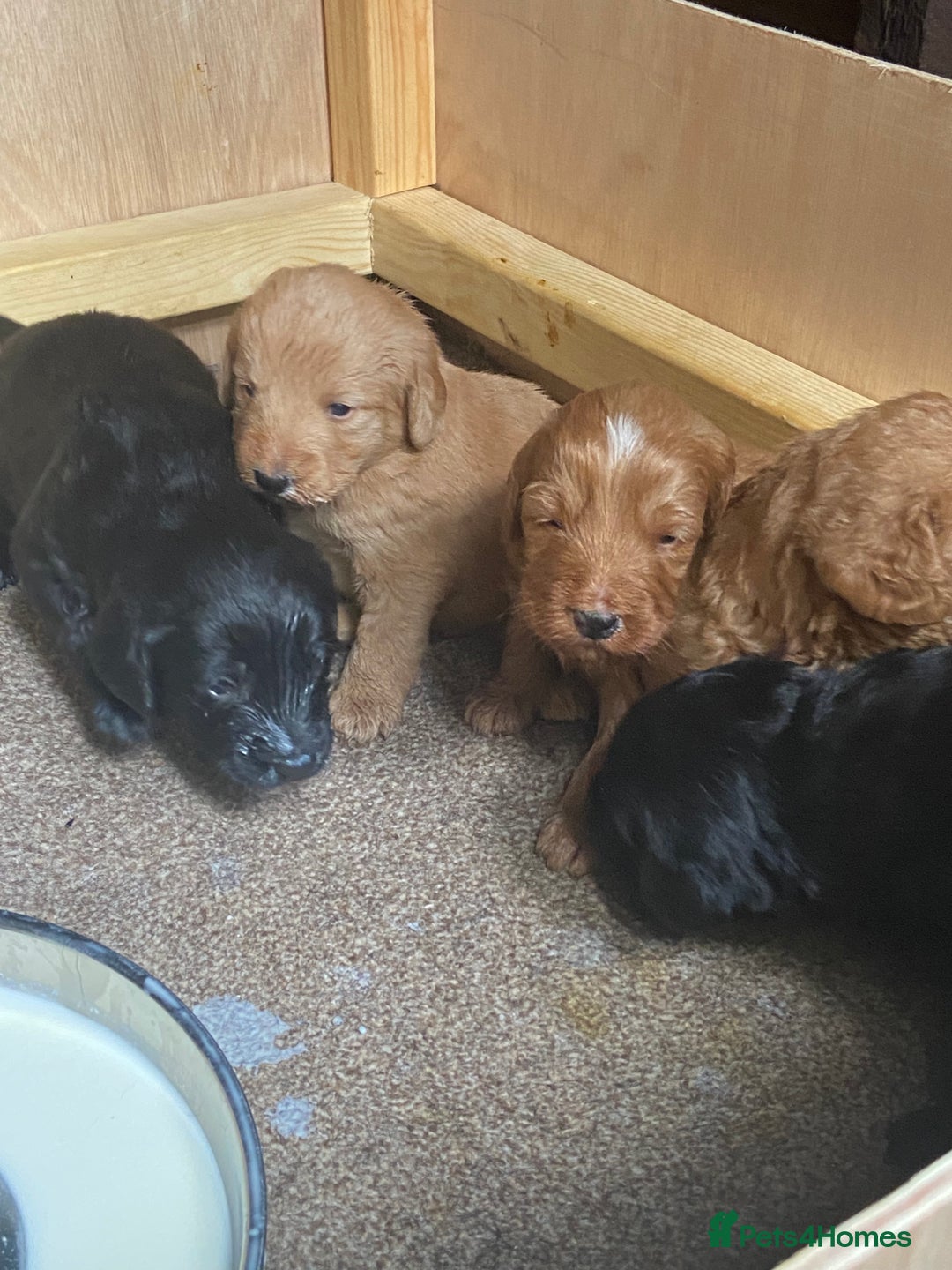 Aussiedoodle dogs for sale: Gorgeous Aussie Doodle Pups - Image 27