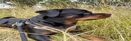 Rottweiler dogs for sale: Stunning Male Rottweiler  in Saxmundham - Advert 2