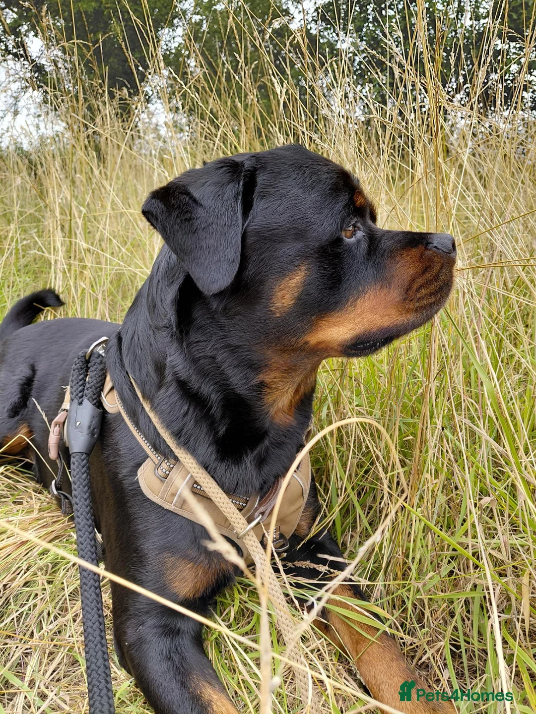 Rottweiler dogs for sale: Stunning Male Rottweiler  in Saxmundham - Advert 2