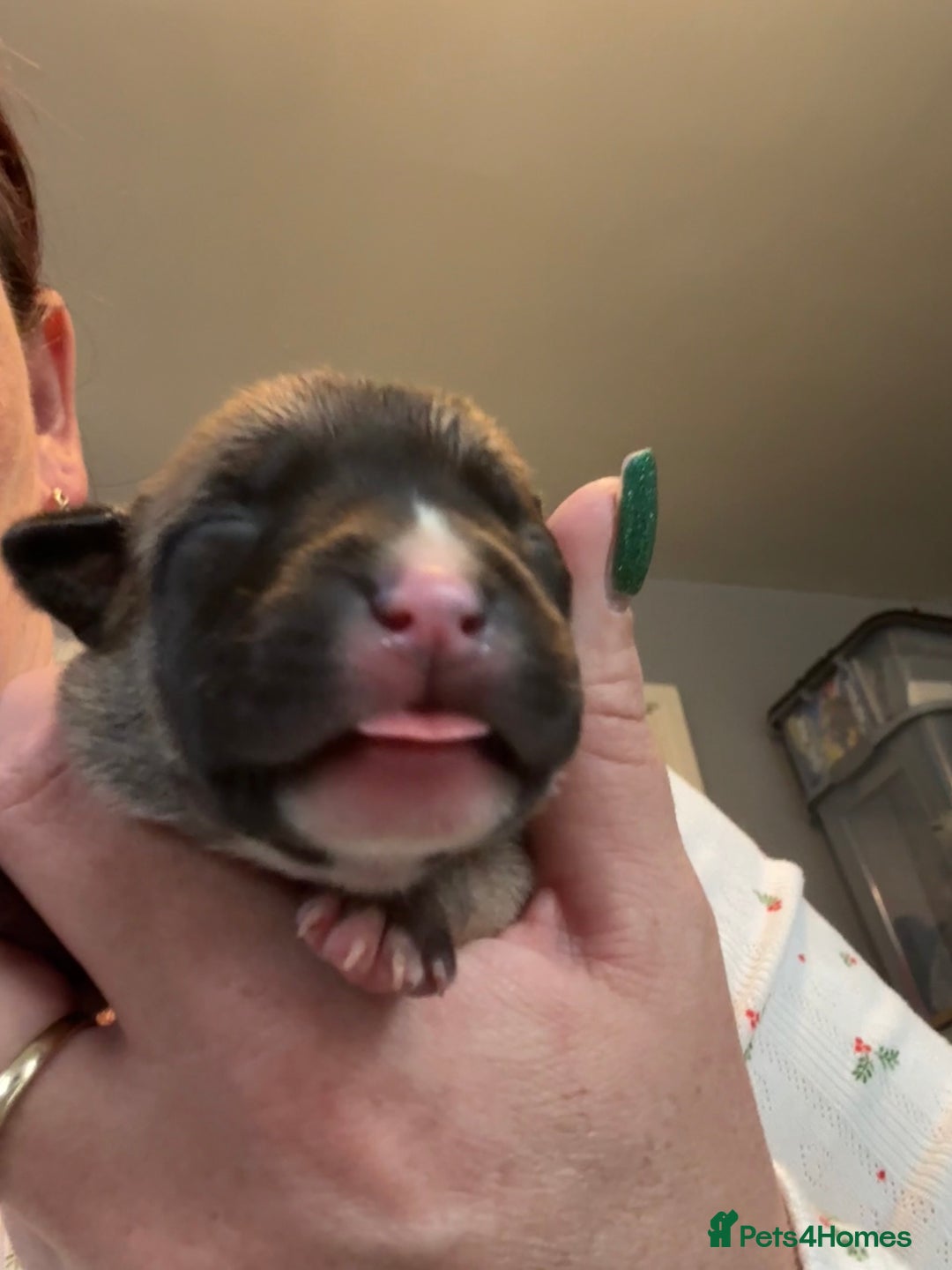 Mixed Breed dogs for sale: Staffy pups - Advert 1