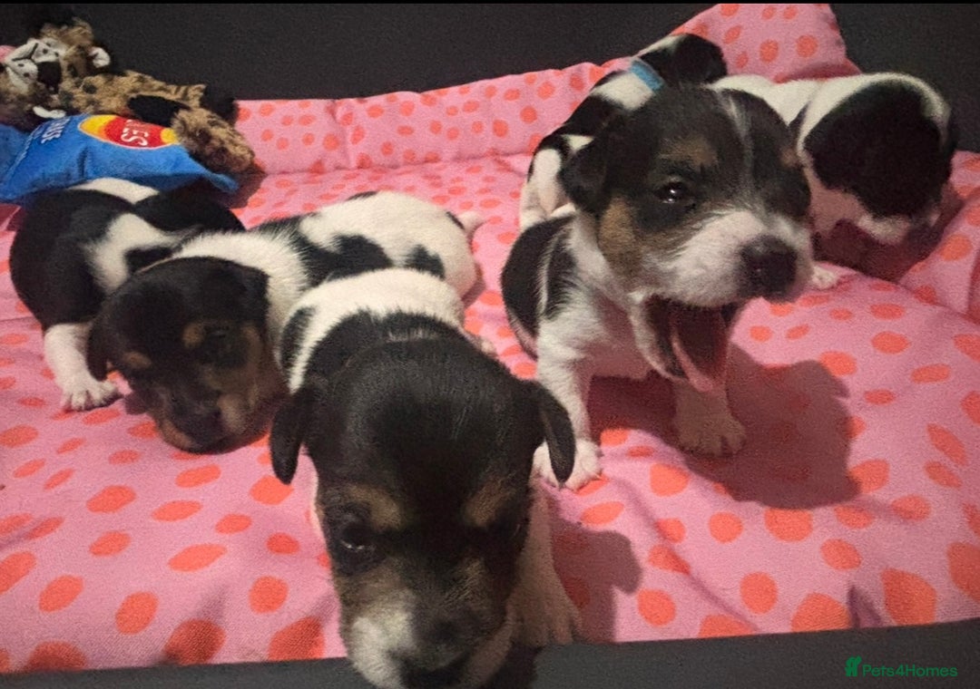 Mixed Breed dogs for sale: 6 Jack Russell x Yorkshire Terrier Puppies  - Image 15