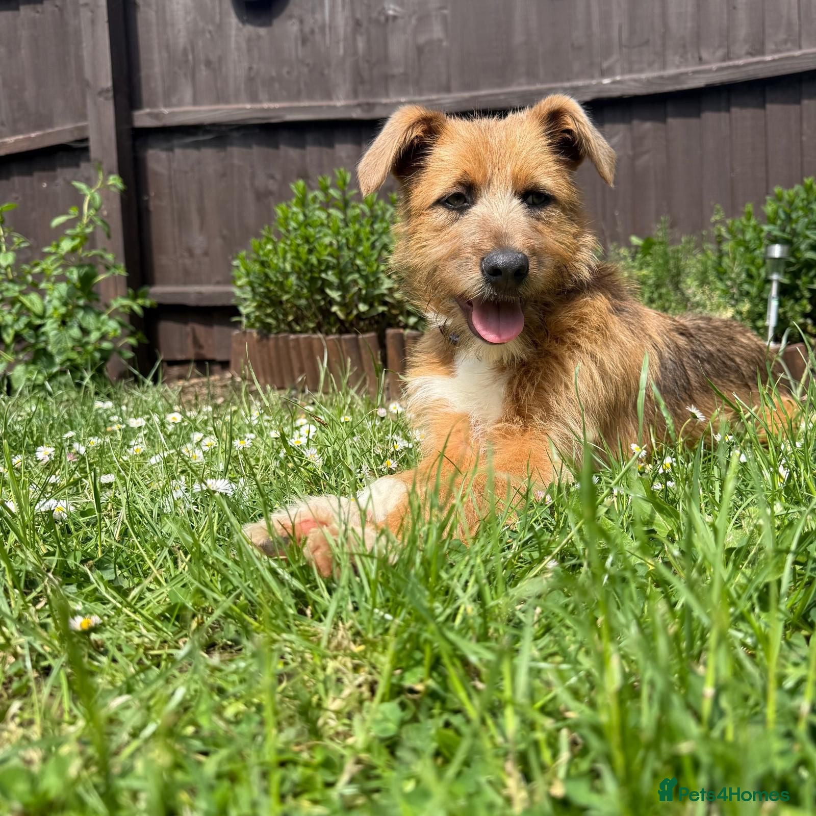 Mixed Breed dogs for adoption: Roger  in Milton Keynes - Advert 6