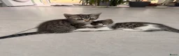 Mixed Breed cats for sale: Looking for loving homes for 6 adorable kittens - Advert 6