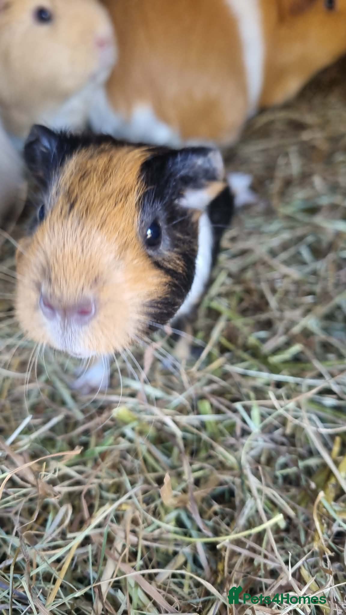 Guinea Pig rodents 2x female guineapigs 8 weeks old  - Advert 7