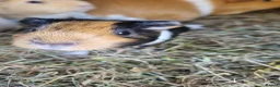 Guinea Pig rodents for sale: 2x female guineapigs 8 weeks old  - Advert 1
