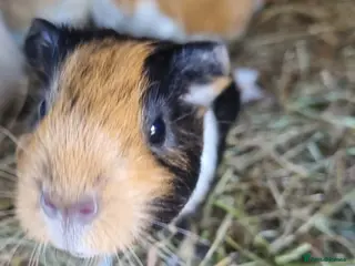 Guinea Pig rodents 2x female guineapigs 8 weeks old - Advert 5