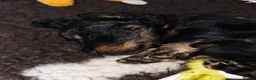 Miniature Dachshund dogs for sale: Stunning Longhaired Mini Dachshund Boys.  - Advert 29
