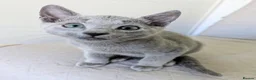 Russian Blue cats for sale: Affectionate Pedigree Kittens Ready Now - Advert 3