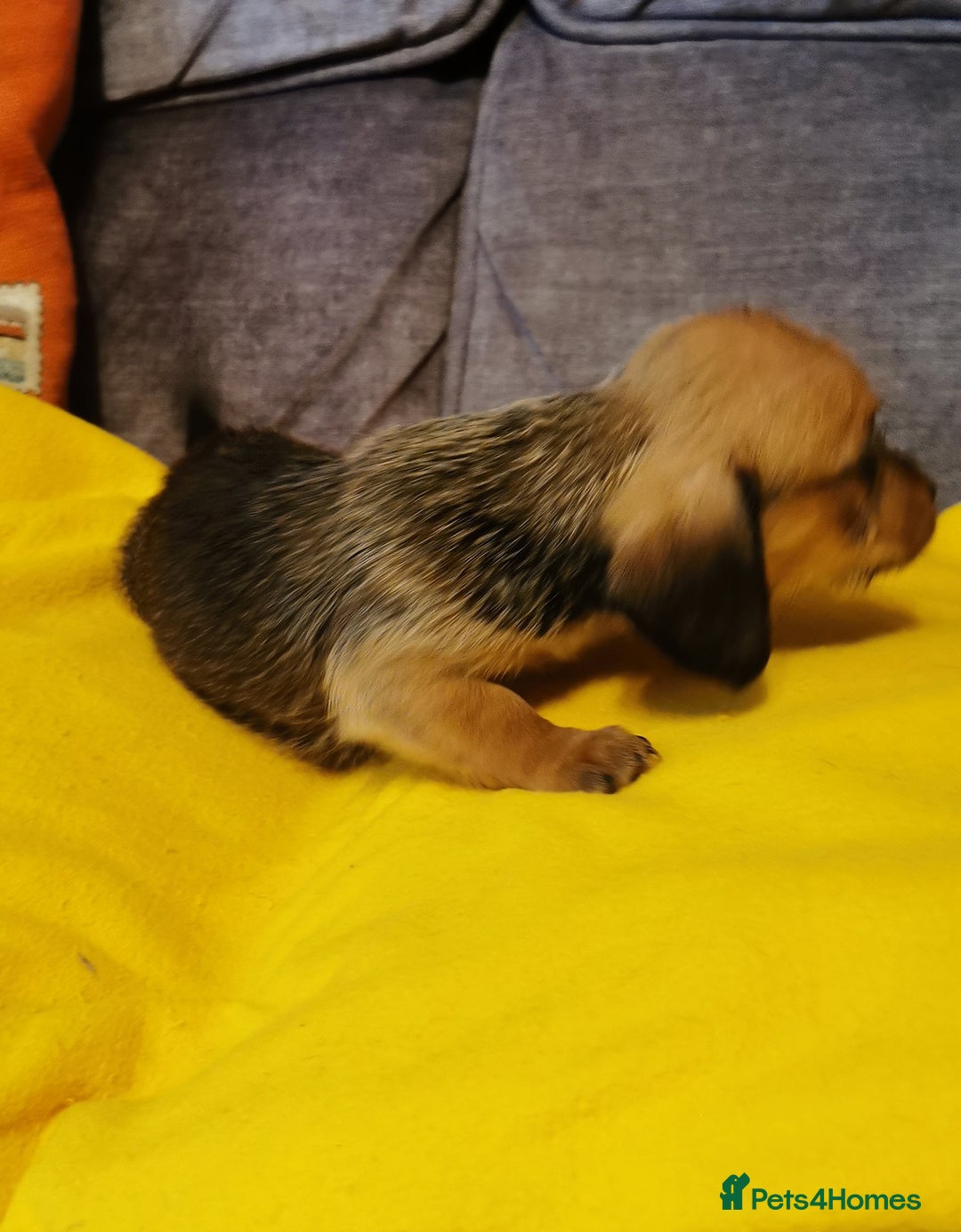 Mixed Breed dogs for sale: Adorable playful Cavachon x Dachshound pups - Advert 11