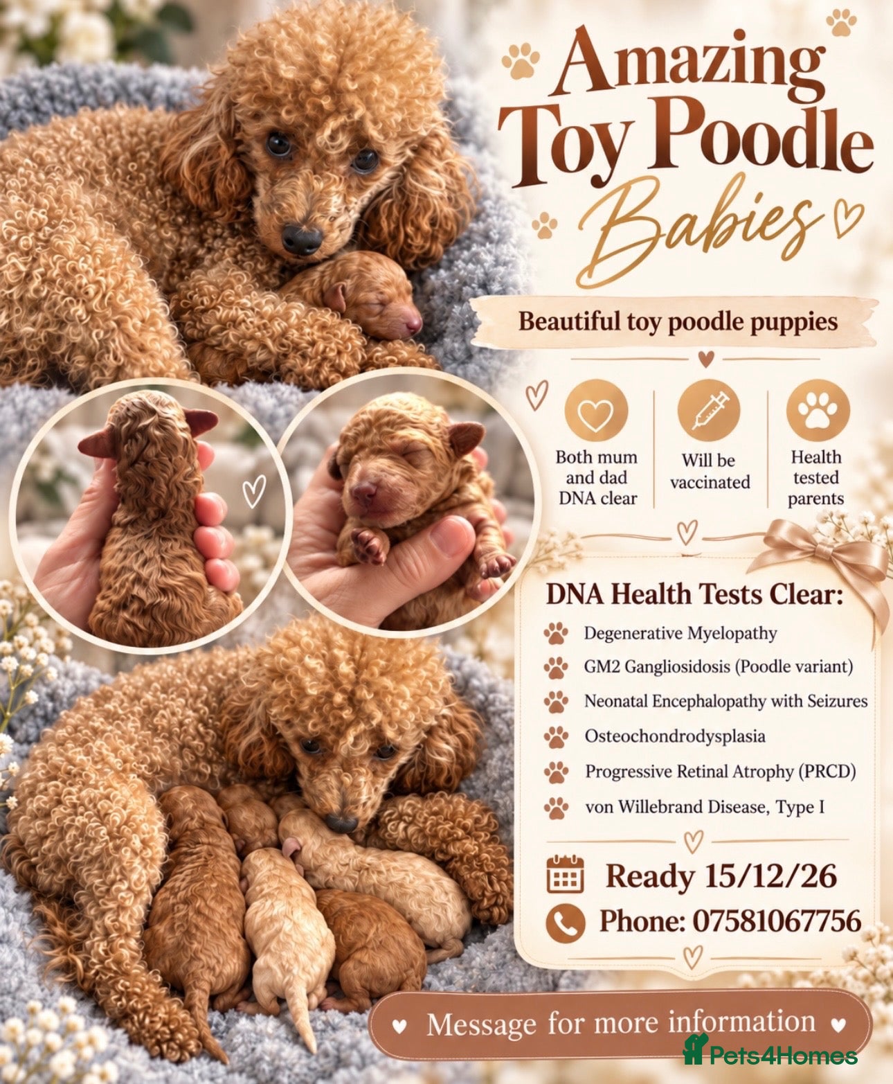 Toy Poodle dogs Amazing Toy poodles - Advert 6