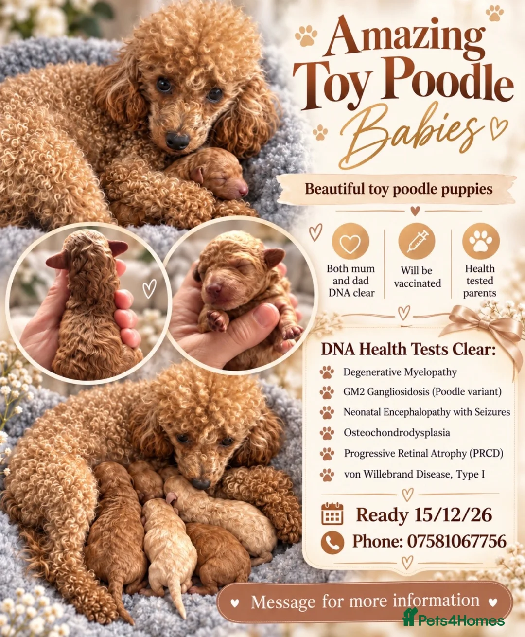 Toy Poodle dogs for sale: Amazing Toy poodles in Llandysul - Advert 1