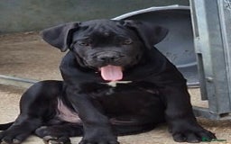 Cane Corso dogs for sale: Just one boy remaining  - Image 4