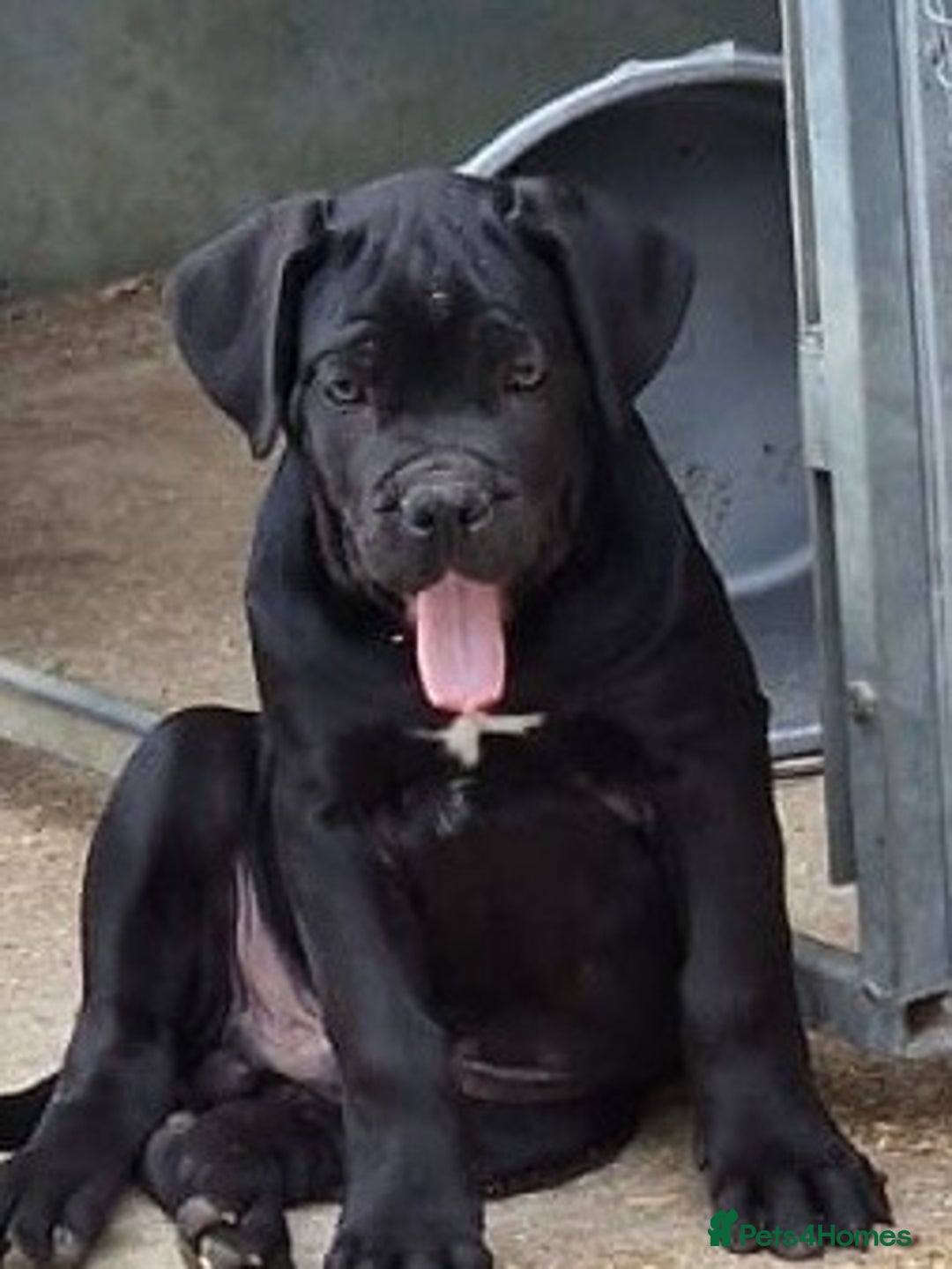 Cane Corso dogs for sale: Just one boy remaining  - Image 4