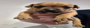 Staffordshire Bull Terrier 4