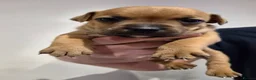 Staffordshire Bull Terrier dogs for sale: Red Staffordshire bull terrier puppies for sale - Advert 5