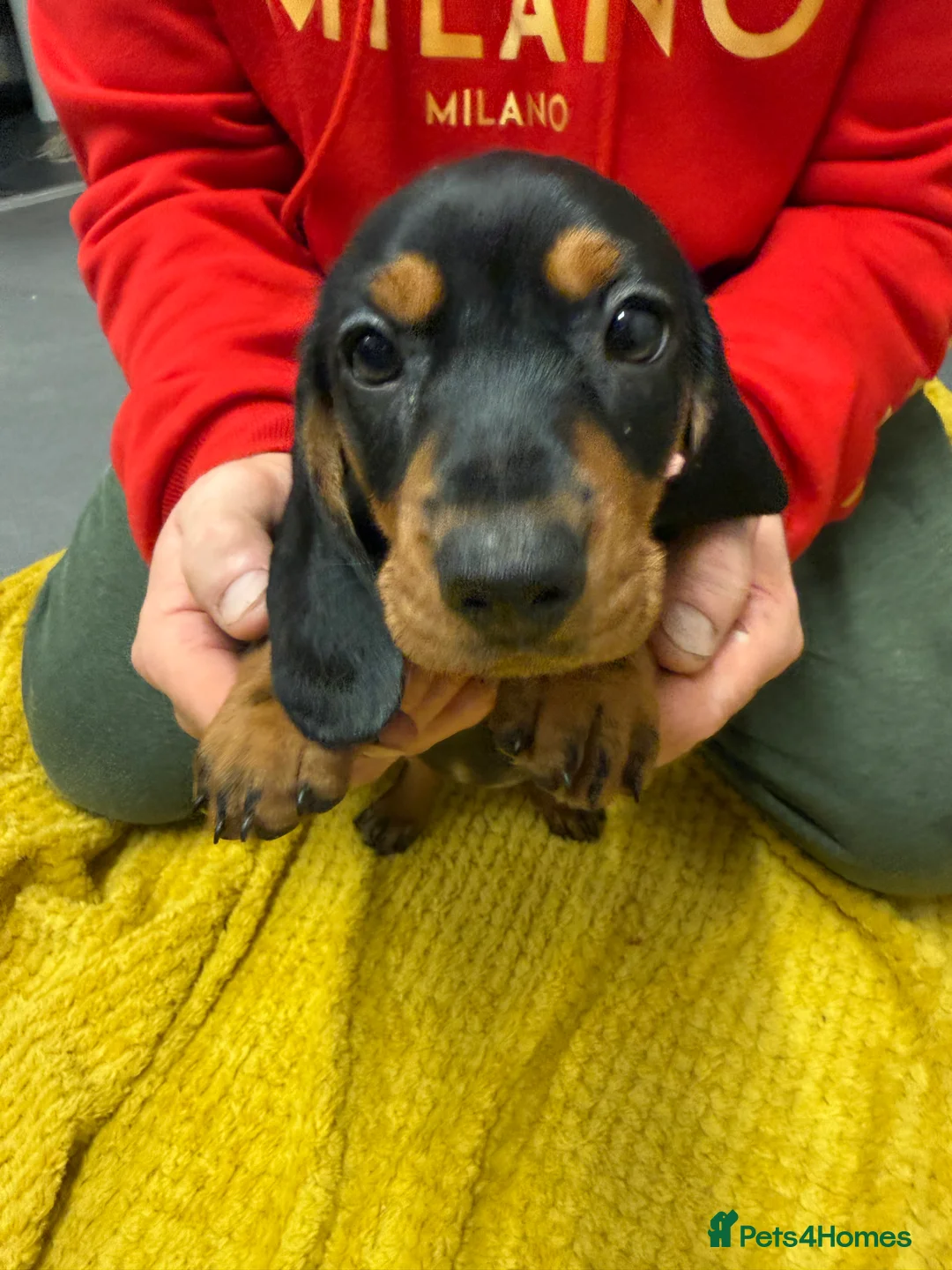 Dachshund dogs for sale: Dachshund girls for sale - Advert 4